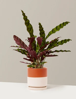 Calathea Rattlesnake