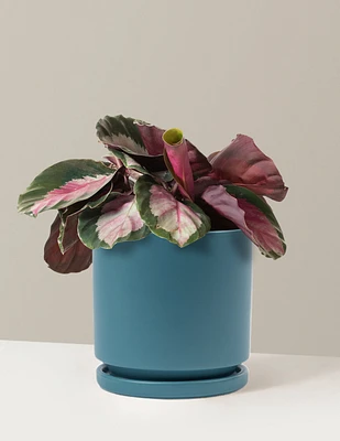 Calathea Rosy