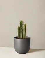 Column Cactus