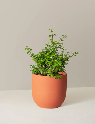 Elephant Bush Prosperity Plant