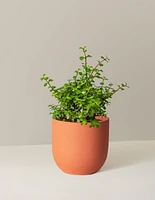 Elephant Bush Prosperity Plant