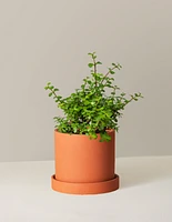 Elephant Bush Prosperity Plant