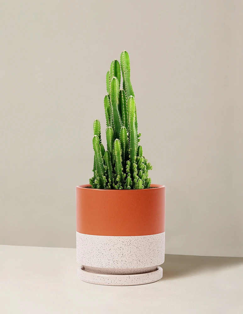 Fairy Castle Cactus