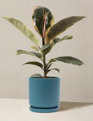 Ficus Tineke