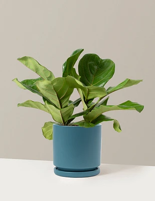 Fiddle Leaf Fig