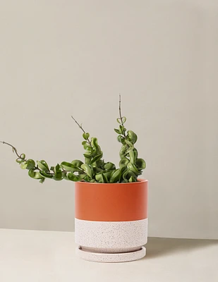 Hoya 'Rope'