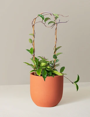 Hoya Pubicalyx Hoop