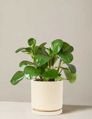 Peperomia Obtusifolia