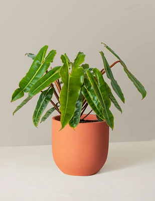 Philodendron Billietiae