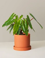 Philodendron Billietiae