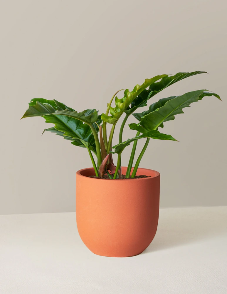 Philodendron Narrow