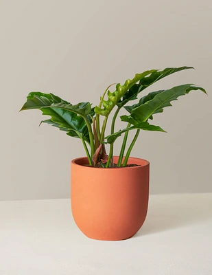 Philodendron Narrow