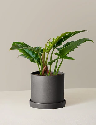 Philodendron Narrow