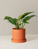 Philodendron Narrow