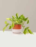 Pothos Neon