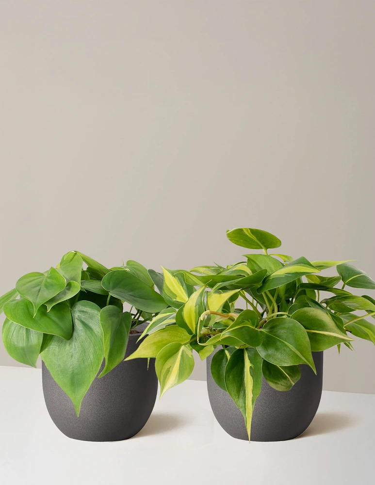 The Trailing Philodendron Duo