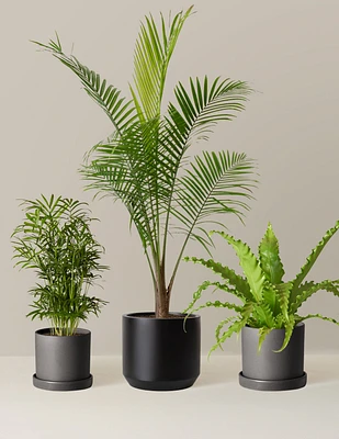 New Digs Pet Friendly Plant Trio