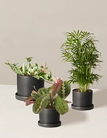 Pet-Friendly Plant Parent Set