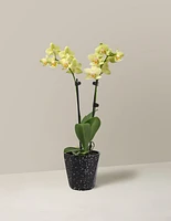 Petite Yellow Orchid