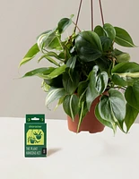 Philodendron Rio Hanging Basket