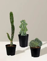 Mini Rare Cactus Bundle