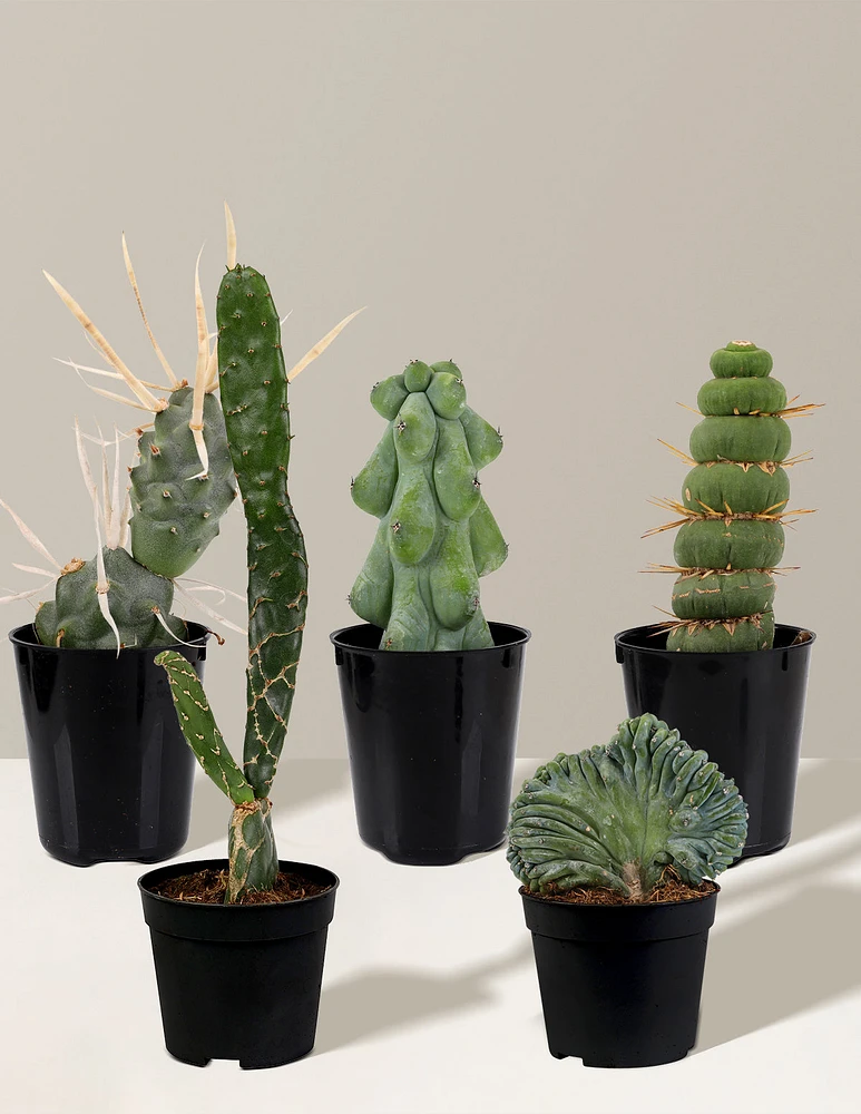 Mini Rare Cactus Bundle