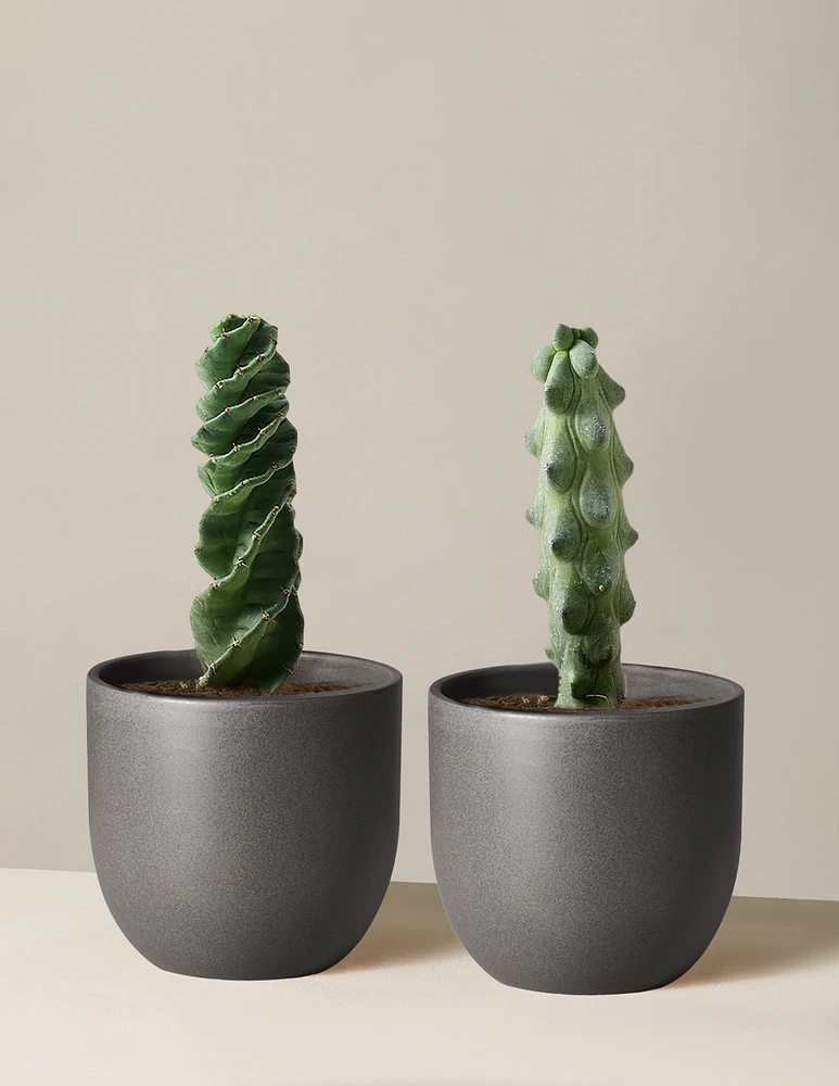 The Rare Cactus Duo