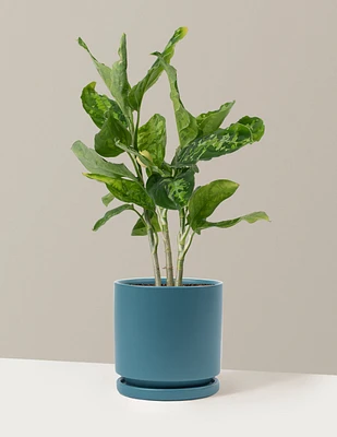 Aglaonema Pictum Tricolor