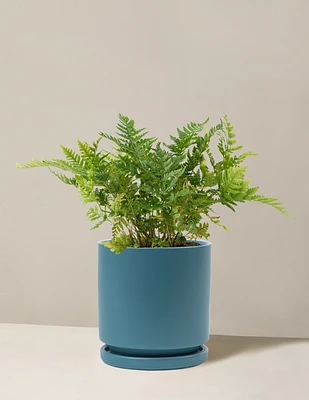 Japanese Shield Fern