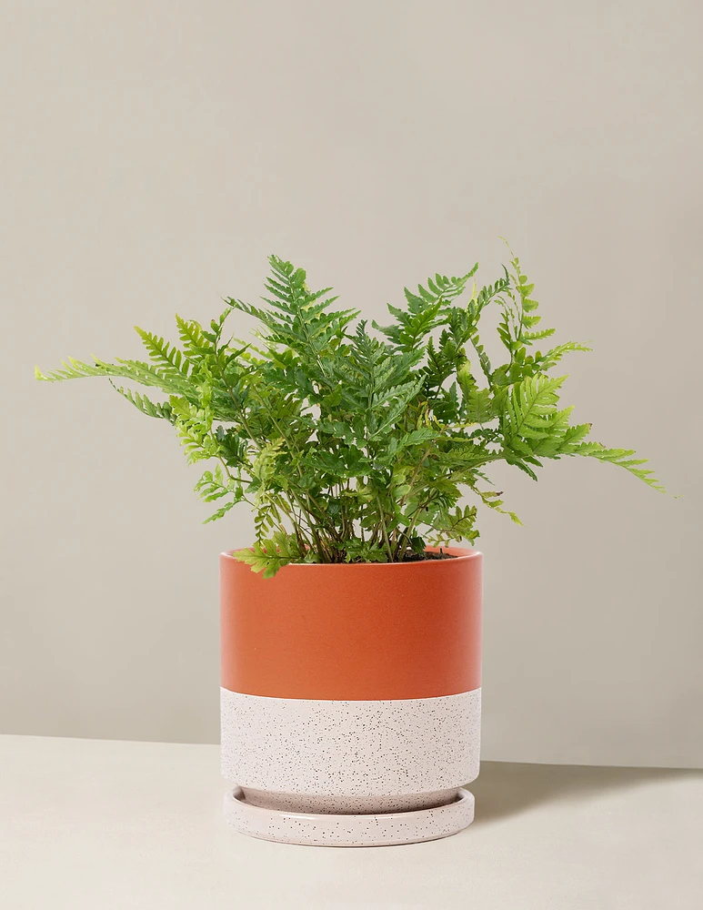 Japanese Shield Fern
