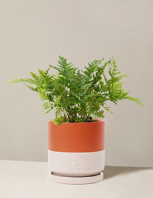 Japanese Shield Fern