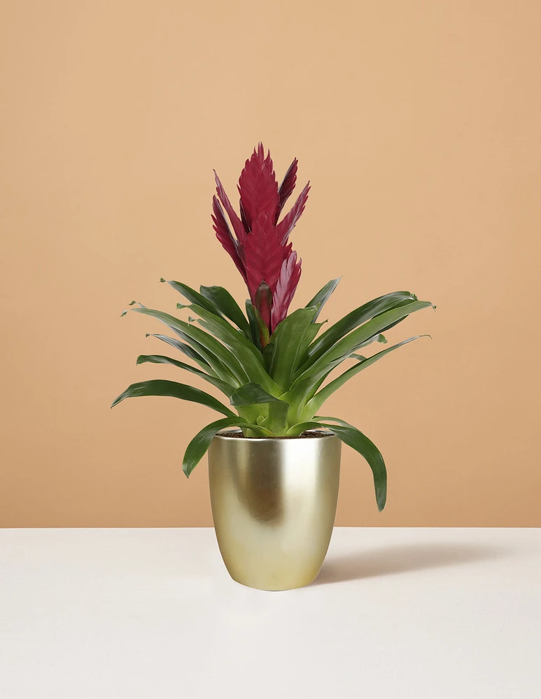 Bromeliad Vriesea ‘Albertina Maroon’