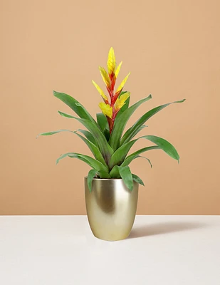 Bromeliad Vriesea Evita Yellow