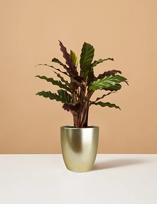 Calathea Wavestar