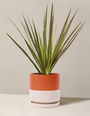 Dracaena Marginata Tricolor Cane