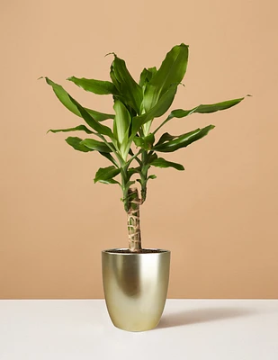 Dracaena Fragrans Green