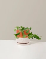 Philodendron Green
