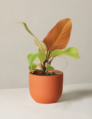 Philodendron McColley’s Finale