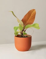 Philodendron McColley’s Finale