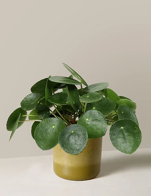 Pilea Peperomioides