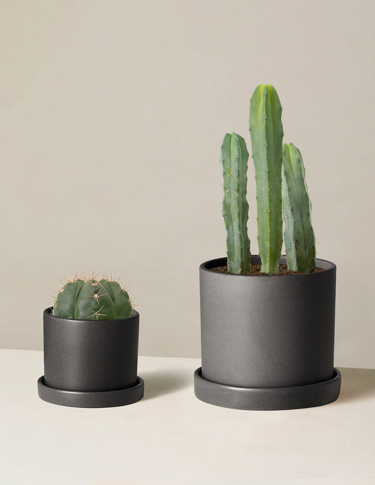 Small Spines Duo
