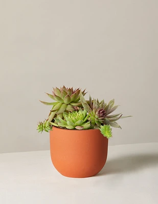 Mixed Succulent