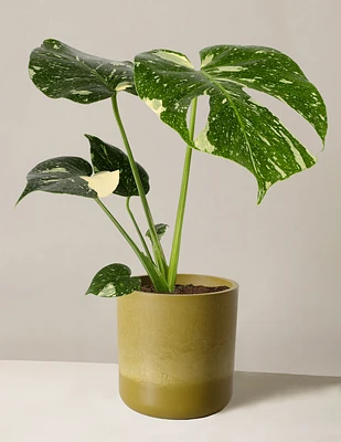 Monstera Thai Constellation