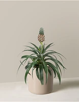 Pineapple Plant