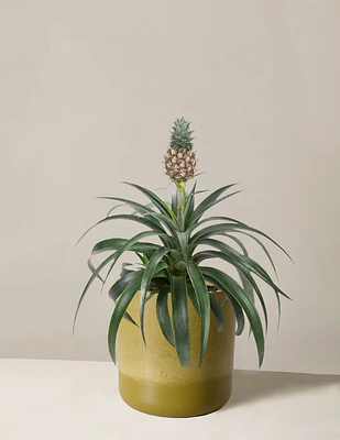 Pineapple Plant