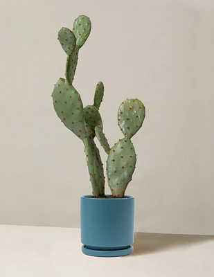 Faux Cactus