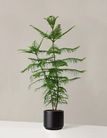 Extra Large Norfolk Island Pine