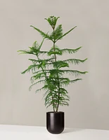 Extra Large Norfolk Island Pine