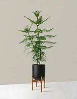 Extra Large Norfolk Island Pine