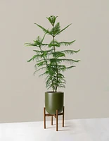Extra Large Norfolk Island Pine